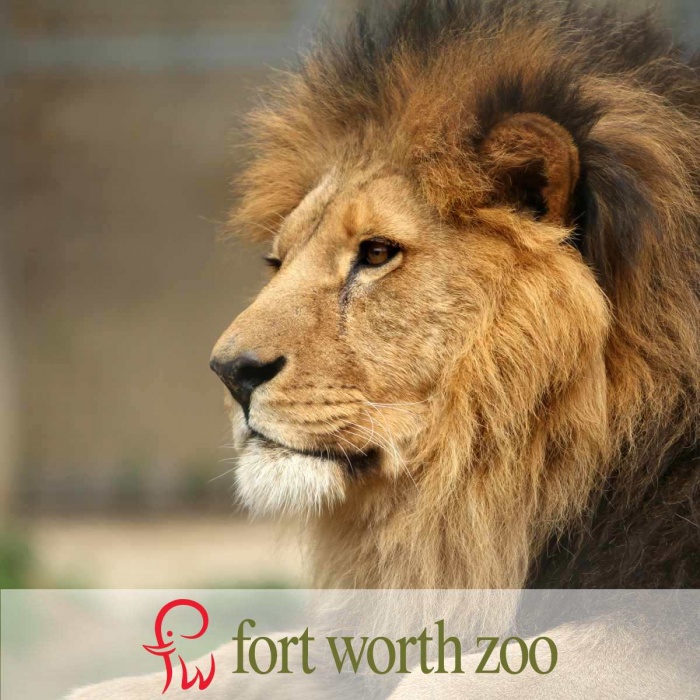 lion at Fort Worth Zoo