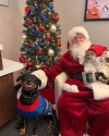 Santa with pets